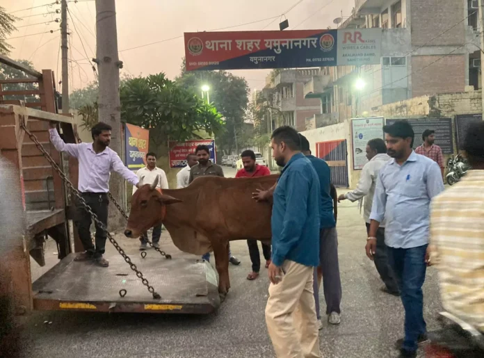 The corporation caught 25 stray cattle roaming in ward 15 and sent them to the cowshed