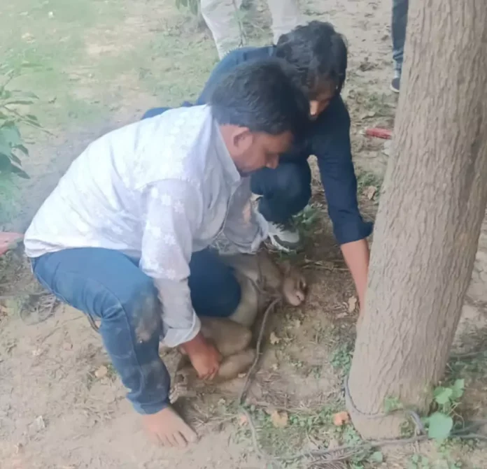 The mischievous monkey that bit dozens of women and children in Kurukshetra was caught