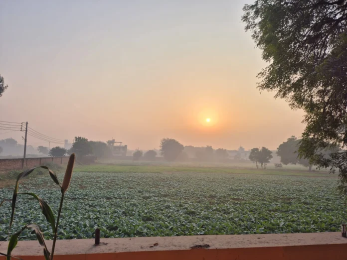 Vegetables from Mewat created a stir in the vegetable markets of Cyber ​​​​District.