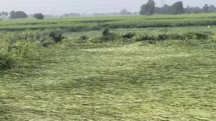 Cyclone Updates: लैंडफॉल के बाद ‘दाना’ कमजोर पड़ा पर बिहार के किसानों को भी दे गया गहरे ‘जख्म’