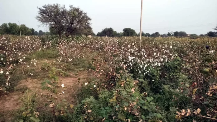 Due to the indifference of nature, the cotton crop of the farmers was ruined, the production of cotton decreased by 50 percent