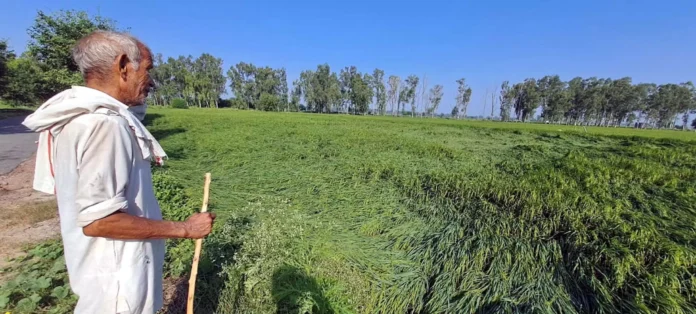 Storm and light drizzle spread the paddy crop, the paddy crop of the farmers is gradually ripening and getting ready