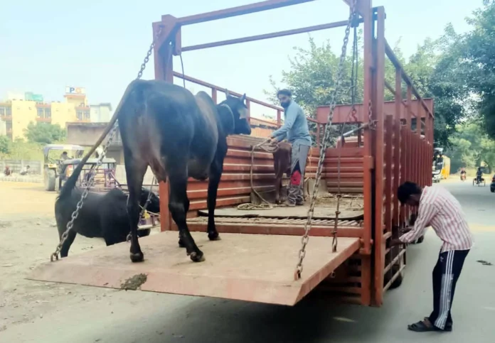 The Municipal Corporation is running a campaign to catch animals roaming on the streets