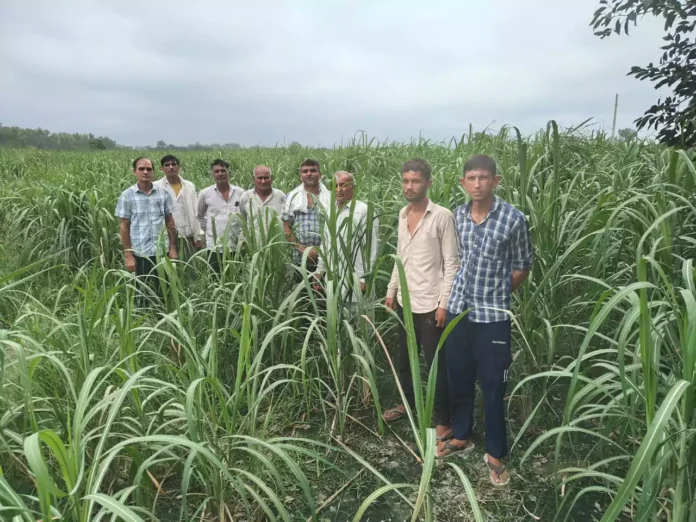 Farmers who plant sugarcane demonstration plots will get subsidy