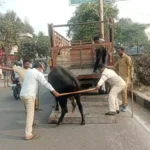 10 stray cattle were caught from zone one of the municipal corporation and taken to the cowshed