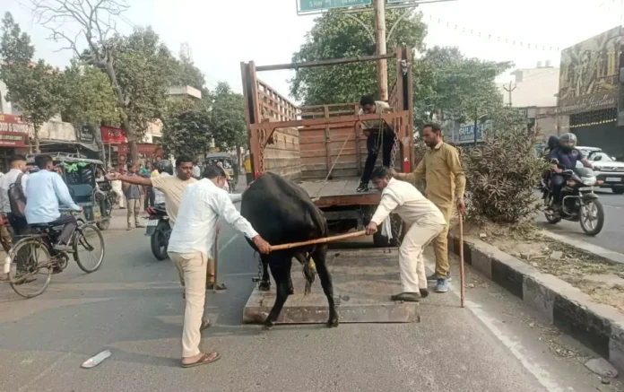 10 stray cattle were caught from zone one of the municipal corporation and taken to the cowshed