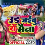 Bhojpuri Song: 'उड़ जइबू ए मैना' भोजपुरी गाने पर आम्रपाली और निरहुआ का दिखा लव कनेक्शन