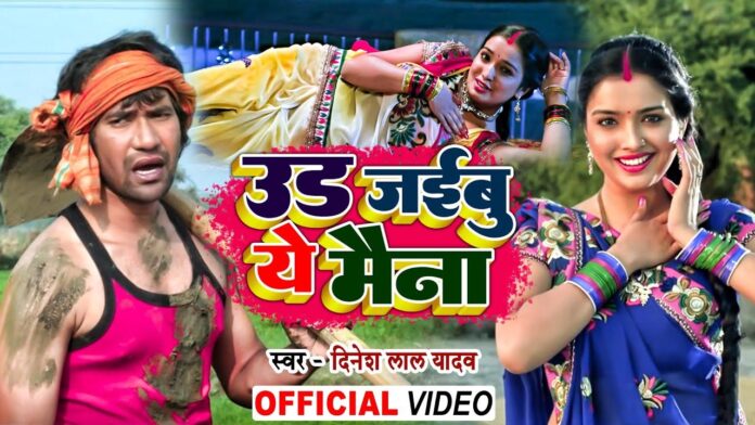 Bhojpuri Song: 'उड़ जइबू ए मैना' भोजपुरी गाने पर आम्रपाली और निरहुआ का दिखा लव कनेक्शन