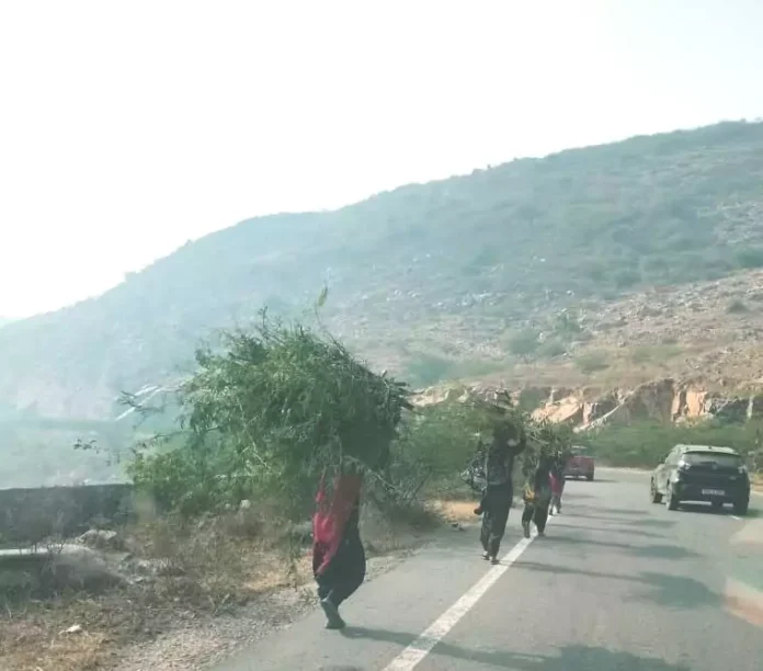 As soon as winter arrives, illegal cutting of greenery begins, forest department silent