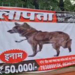 डॉगी को ढूंढकर लाने वाले को मिलेगा 50 हजार का इनाम