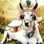 Gopashtami Ki Shubhkamnaye: गोपाष्टमी पर हिंदी में शुभकामनाएं और बधाई संदेश