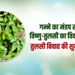 Happy Tulsi Vivah 2024 Hindi wishes: तुलसी विवाह पर हिंदी में शेयर करें ये बधाई संदेश