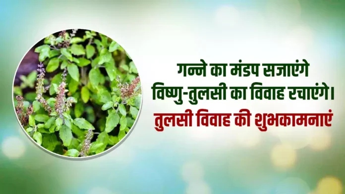 Happy Tulsi Vivah 2024 Hindi wishes: तुलसी विवाह पर हिंदी में शेयर करें ये बधाई संदेश