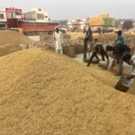 Julana New Grain Market is getting slow arrivals