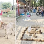 On the occasion of Gauvardhan Pooja festival, emphasis was laid on promoting cow protection