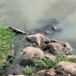 Polluted and smelly water of drain flowing into the pond