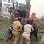 The corporation team caught 16 stray cattle roaming in the city