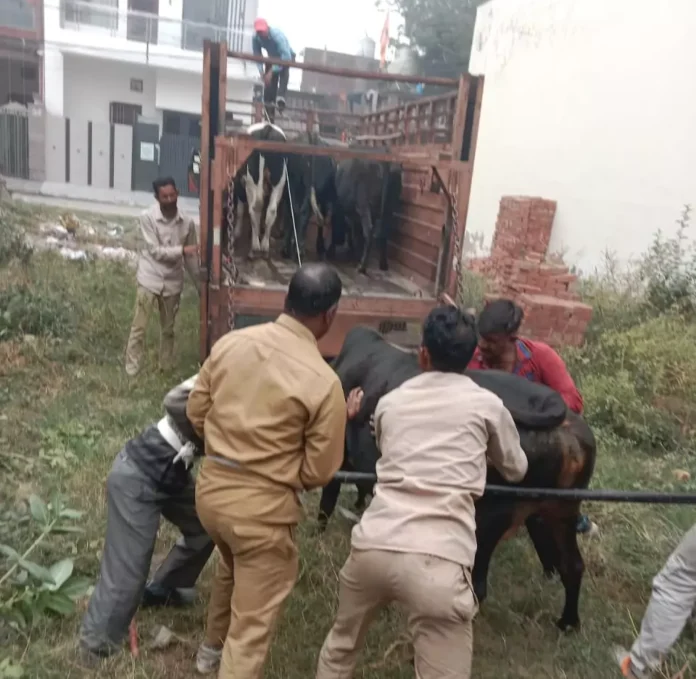 The corporation team caught 16 stray cattle roaming in the city