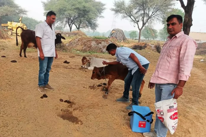 Vaccination campaign of Animal Husbandry Department continues