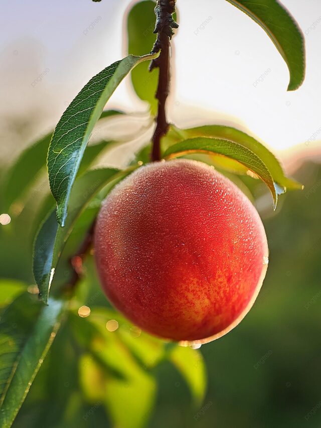 Benefits of Peaches: 50 की उम्र में भी होगा 25 जैसा चमकेगा चेहरा, किसी संजीवनी से कम नहीं है ये फल