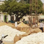 Due to less arrival of paddy and cotton, market fee has come down by 40 lakhs from last year