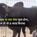 Cow Rental Business: रेंट पर बाइक या कार लेना सुना होगा, पर बैल वो भी 8 लाख किराया