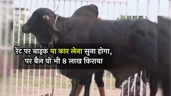 Cow Rental Business: रेंट पर बाइक या कार लेना सुना होगा, पर बैल वो भी 8 लाख किराया