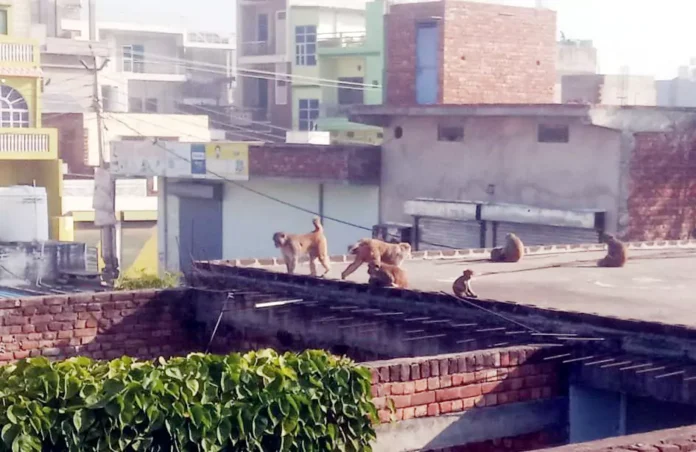 People are troubled by the terror of monkeys in Satnali, monkeys create havoc throughout the day