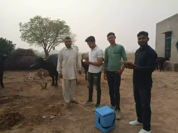 Vaccination campaign of Animal Husbandry Department continues to protect animals from foot and mouth disease and anthrax