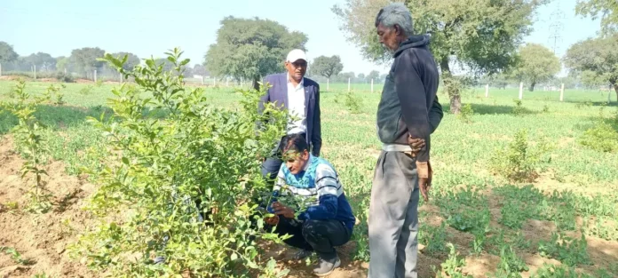 सहायक वैज्ञानिक (बागवानी) डॉ. मुकेश कुमार ने महासर व राजपुरा में बागों का किया निरीक्षण