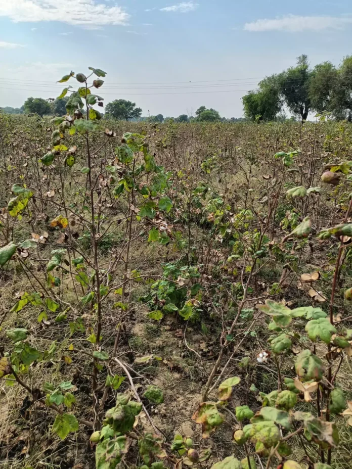 काकड़ौली हठ्ठी के खरीफ सीजन 2020 का लंबित मुआवजा राशि वितरण मामले में फाईल