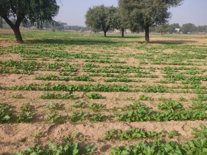 In the sandy area, the area of ​​mustard decreased, that of wheat increased, due to laxity in DAP supply, both the crops could not be harvested on time, early or late.