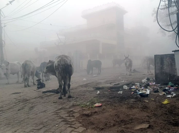 Bhiwani News : भगवान परशुराम चौक बना छुट्टा पशुओं का गढ़, हर समय रहता है पशुओं का जमावड़ा