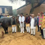 Gram Panchayat released one cattle and one bull for shamalati use at a cost of five lakhs.