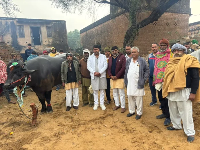 Gram Panchayat released one cattle and one bull for shamalati use at a cost of five lakhs.