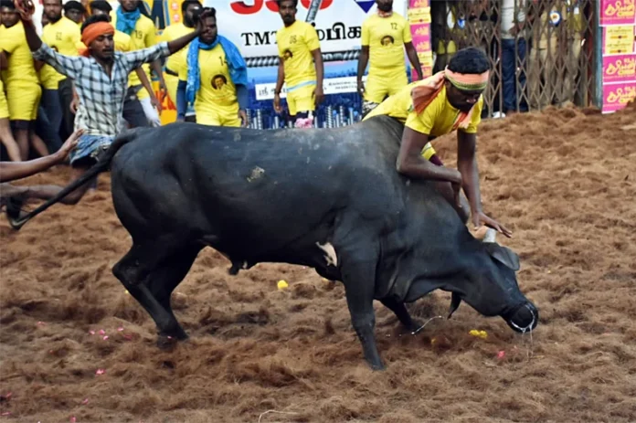 Tamil Nadu News: मदुरै में विश्व प्रसिद्ध तीन दिवसीय जल्लीकट्टू कार्यक्रम शुरू