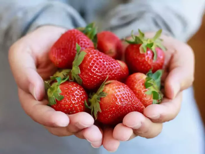 Benefits of Eating Strawberries स्ट्रॉबेरी खाने के फायदे देखे एक व्यापक गाइड