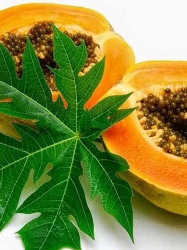 Benefits of Papaya Leaves: पपीते के पत्तों में है सेहत का खजाना! इन 5 गंभीर बीमारियों में देता है चमत्कारी फायदा