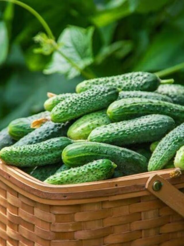 How to Grow Fresh Cucumbers: गर्मी से पहले घर में उगाएं ताजे खीरे! ये है आसान तरीका