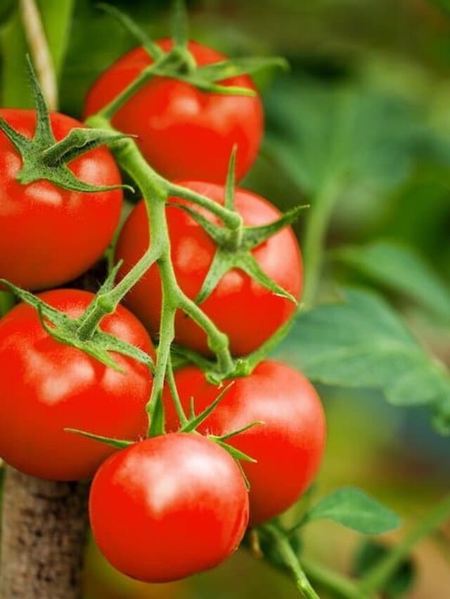 Tomato Health Benefits: महंगे फलों को छोड़िए, ये लाल सब्जी है सुपरफूड! डायबिटीज के मरीजों के लिए रामबाण