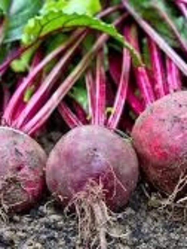 Benefits Of Beetroot: खून की कमी और हाई ब्लड प्रेशर से हैं परेशान? ये सुपरफूड करेगा हर समस्या का हल!