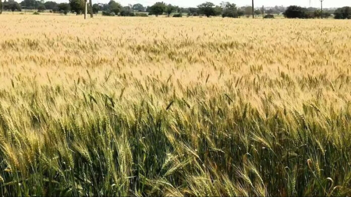 Haryana Weather Update: हरियाणा में मौसम रहेगा साफ, शुष्क वातावरण से फसलें होंगी प्रभावित